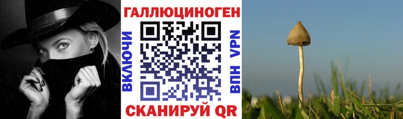 Купить где  Гусев  Псилоцибиновые грибы мухоморы 